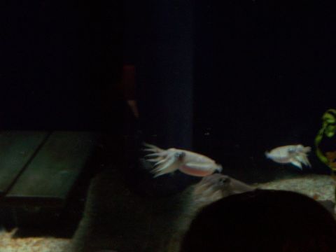 1985 Ford Bronco - Cuttlefish are seen swimming in an aquarium environment, with one in sharp focus and another in the distance.