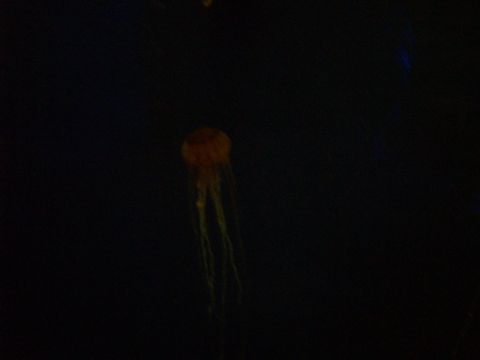 1985 Ford Bronco - A solitary jellyfish floats in the darkness of an aquarium tank.