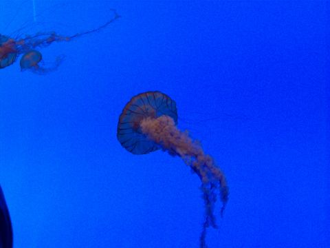 1985 Ford Bronco - Jellyfish with flowing tentacles are seen swimming in a bright blue aquarium tank.