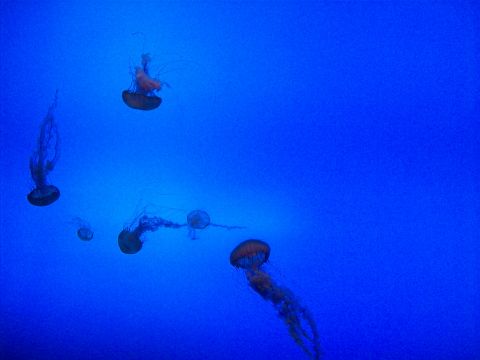1985 Ford Bronco - Jellyfish swimming in a large aquarium exhibit.