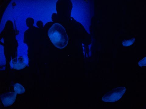 1985 Ford Bronco - Visitors observe jellyfish in a dimly lit aquarium exhibit.