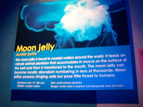 1985 Ford Bronco - An exhibit sign displays information about moon jellies.