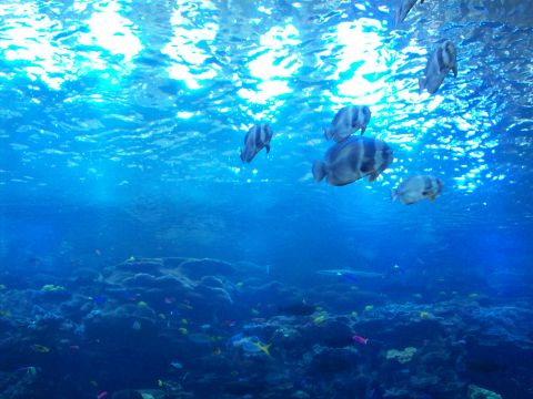 1985 Ford Bronco - A vibrant underwater scene showcases several fish swimming gracefully through a coral reef, illuminated by sunlight filtering from above.