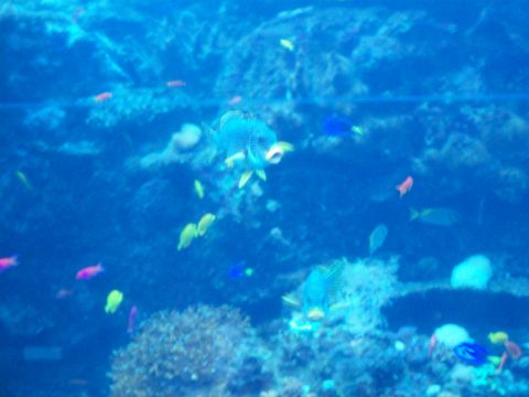 1985 Ford Bronco - An aquarium scene displays a variety of fish and coral in blue water.