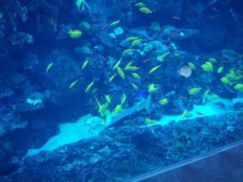 1985 Ford Bronco - A vibrant underwater ecosystem teems with various fish species navigating a rocky reef.