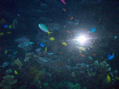 1985 Ford Bronco - A vibrant underwater scene filled with diverse marine life, including numerous fish and coral formations.