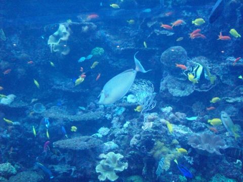 1985 Ford Bronco - A vibrant underwater scene teeming with diverse marine life, including a prominent pale fish swimming among colorful smaller fish and coral…