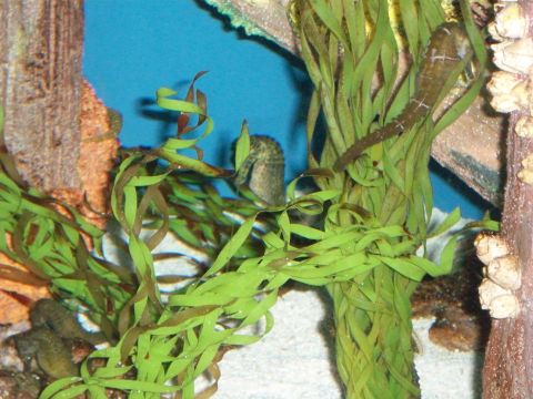 1985 Ford Bronco - Seahorses are seen in an aquarium habitat with sand and decorative elements.