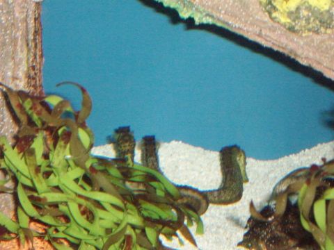 1985 Ford Bronco - Seahorses rest among aquatic plants and sand in a blue-water enclosure.