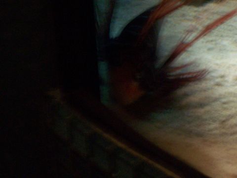 1985 Ford Bronco - A fish with red fins and an orange face swims in an aquarium.
