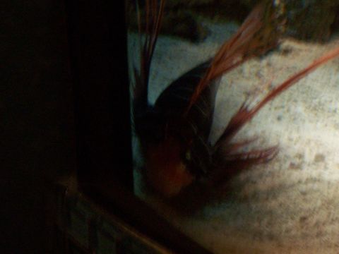 1985 Ford Bronco - A fish with prominent red fins is visible in an aquarium setting.