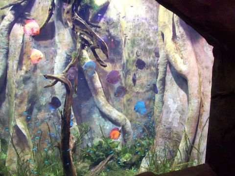 1985 Ford Bronco - A vibrant aquarium display various colorful fish and underwater plants.