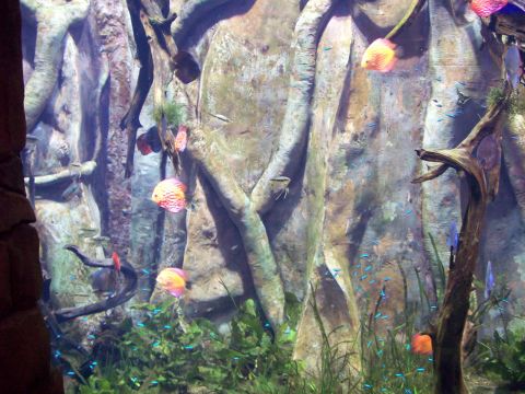 1985 Ford Bronco - A vibrant aquarium habitat teems with colorful fish and aquatic plants.