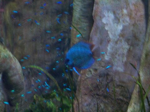 1985 Ford Bronco - A school of neon tetras surrounds a large blue discus fish in a aquarium display.