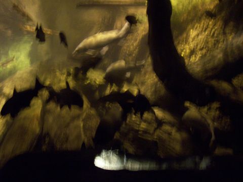 1985 Ford Bronco - Fish swim in a dimly lit aquarium exhibit, likely at the Georgia Aquarium.