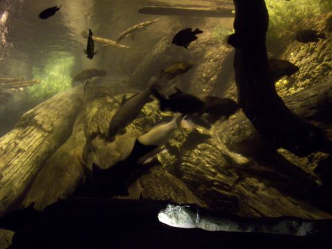 1985 Ford Bronco - Various fish species inhabit a simulated natural environment within an aquarium exhibit.