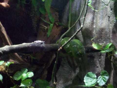 1985 Ford Bronco - A green snake rests on a branch, with a small frog also visible in the enclosure.
