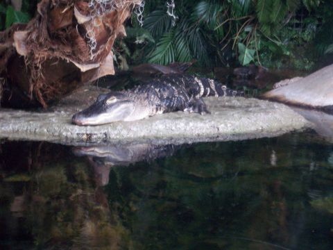 1985 Ford Bronco - An alligator rests on a rock in a habitat with lush greenery and dark water.