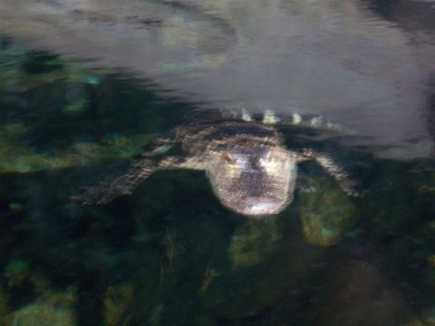 1985 Ford Bronco - An alligator swims just below the surface of the water, its scaly body partially submerged.