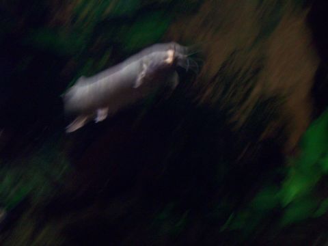 1985 Ford Bronco - A blurry fish swims through dark water, surrounded by green aquatic plants.