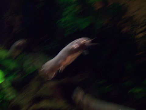 1985 Ford Bronco - A fish swims through an aquarium, captured with motion blur.