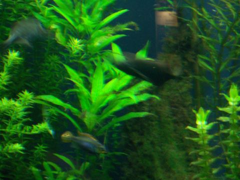 1985 Ford Bronco - Several fish are visible swimming through dense green aquatic plants in an aquarium.