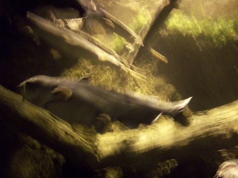 1985 Ford Bronco - Fish swim through an underwater exhibit at the Georgia Aquarium.