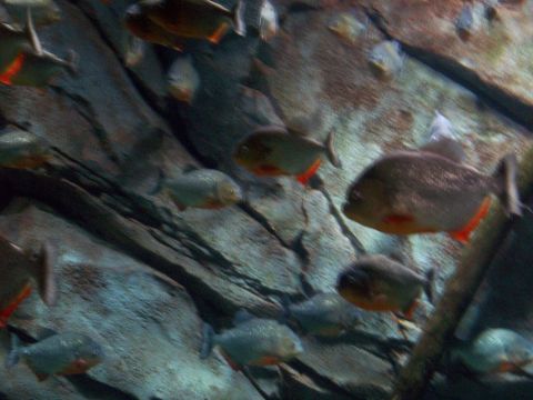 1985 Ford Bronco - A school of piranhas with red fins swims through an aquarium habitat.