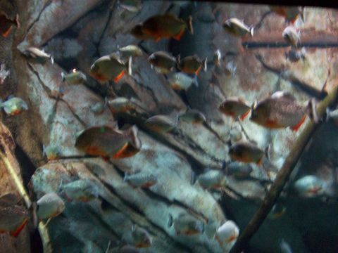 1985 Ford Bronco - A large group of piranhas are visible in their aquatic habitat.