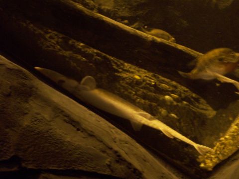 1985 Ford Bronco - A long, pale fish swims through an aquarium habitat with other aquatic life visible.