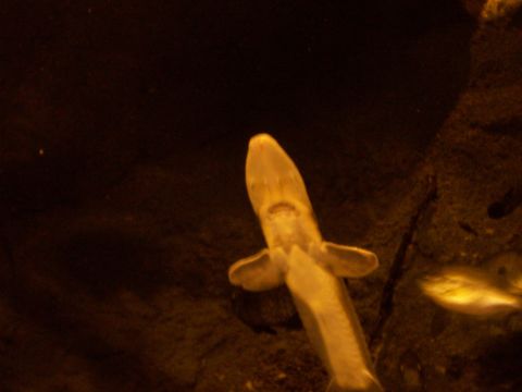 1985 Ford Bronco - A fish swims in an aquarium, its body illuminated against the dark water.