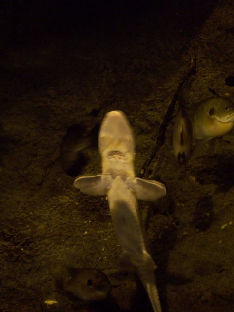 1985 Ford Bronco - A sturgeon swims in an aquarium, viewed from above, with other fish nearby.