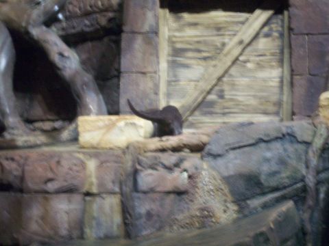 1985 Ford Bronco - An otter rests on a ledge within a simulated natural habitat, with a rustic wooden door in the background.