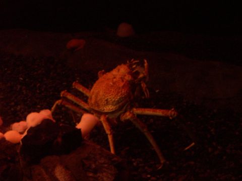 1985 Ford Bronco - A crab with long legs is visible on dark gravel.