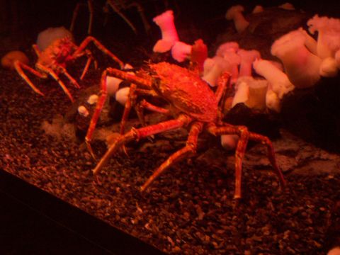 1985 Ford Bronco - Two Japanese spider crabs are visible in their aquarium habitat, surrounded by anemones and gravel.