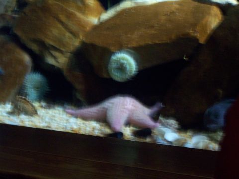 1985 Ford Bronco - Aquarium scene with a pink starfish, anemones, and rocks in the background.