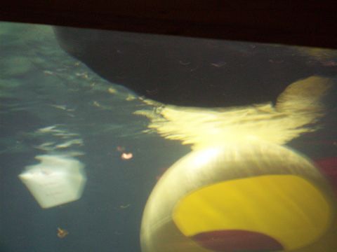1985 Ford Bronco - An underwater view shows small fish swimming in murky water near a large, round, yellow object.