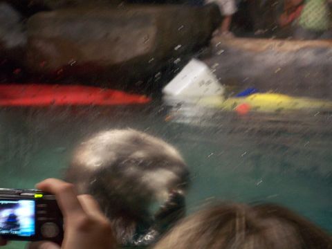 1985 Ford Bronco - An otter swims in an aquarium tank, observed by visitors holding a camera.
