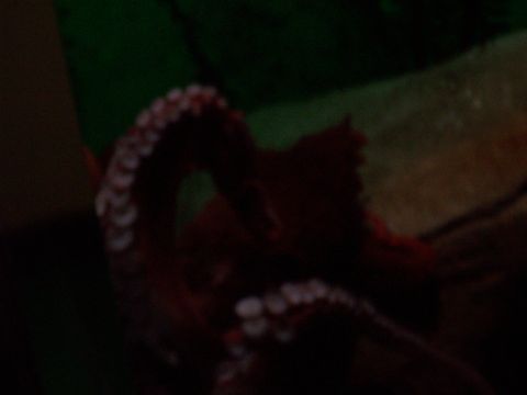 1985 Ford Bronco - A close-up view of octopus tentacles with visible suckers against a dark, blurry background.