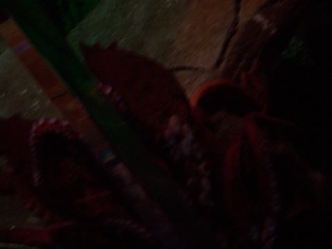 1985 Ford Bronco - Close-up of octopus tentacles with suckers, partially obscured by dark water and aquarium elements.