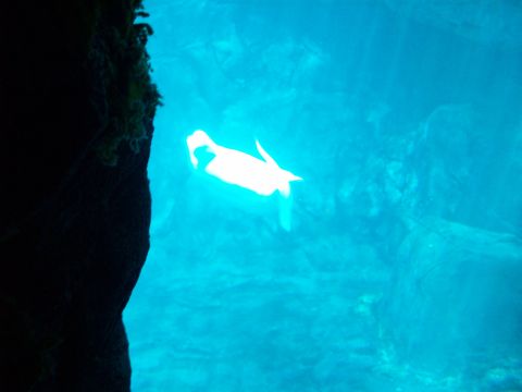 1985 Ford Bronco - A white animal swims in the blue water of an aquarium exhibit.