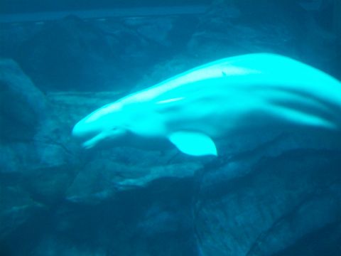 1985 Ford Bronco - A beluga whale glides through the blue water of its enclosure.