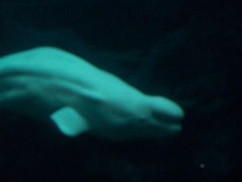 1985 Ford Bronco - A beluga whale glides through dark, blue-lit water, its pale form contrasting with the deep background.