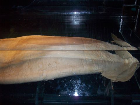 1985 Ford Bronco - A whale shark's body is visible in a dark aquarium tank, with its skin appearing tan and textured.