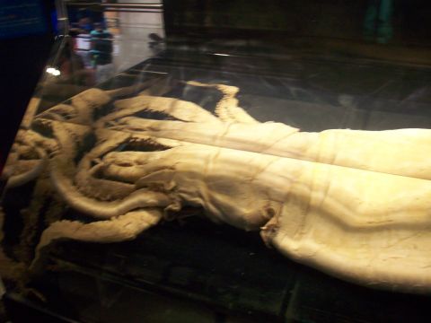 1985 Ford Bronco - A preserved giant squid is displayed in a tank, its massive tentacles coiled.