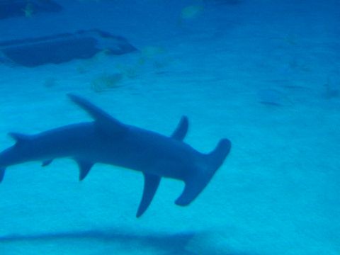 1985 Ford Bronco - A hammerhead shark glides through the clear blue water of an aquarium exhibit.