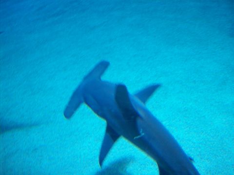 1985 Ford Bronco - A hammerhead shark glides through the clear blue water of an aquarium exhibit.