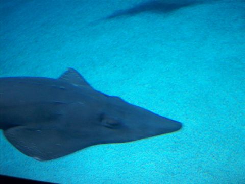 1985 Ford Bronco - Guitarfish swims over sandy seabed in blue water at the Georgia Aquarium.