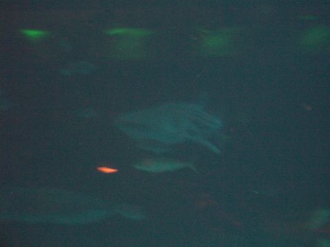 1985 Ford Bronco - An underwater scene with indistinct shapes of marine life illuminated by green lights.