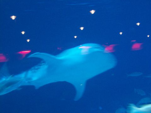 1985 Ford Bronco - A whale shark glides through the deep blue water, illuminated by overhead lights.